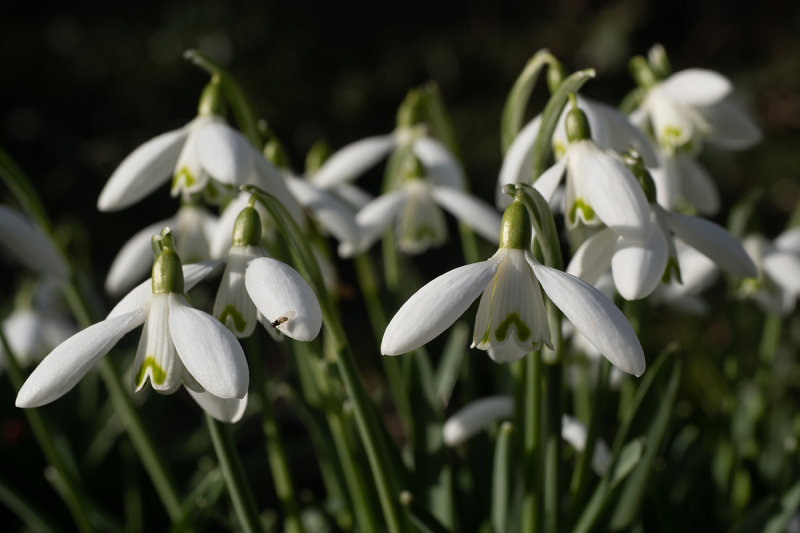 Galanthus nivalis