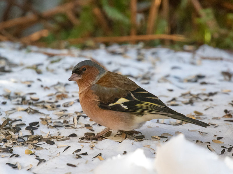 Chaffinch (male)