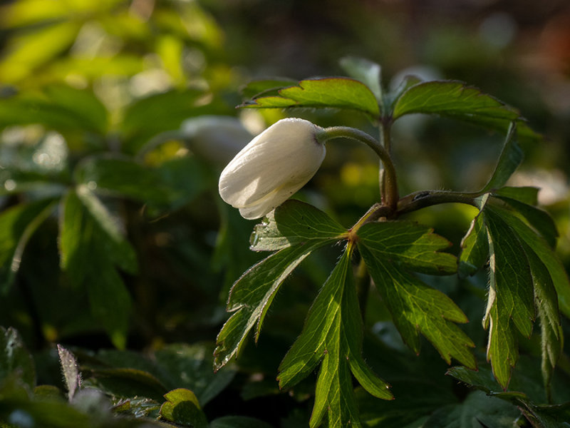 Anemone nemorosa