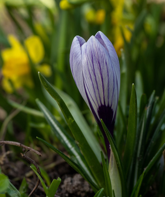 Crocus vernus  