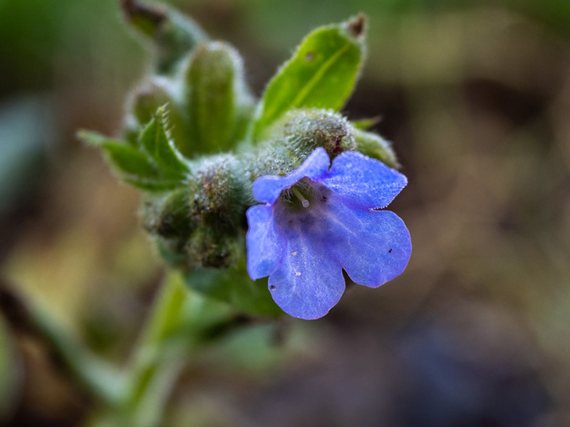 Pulmonaria officinalis
