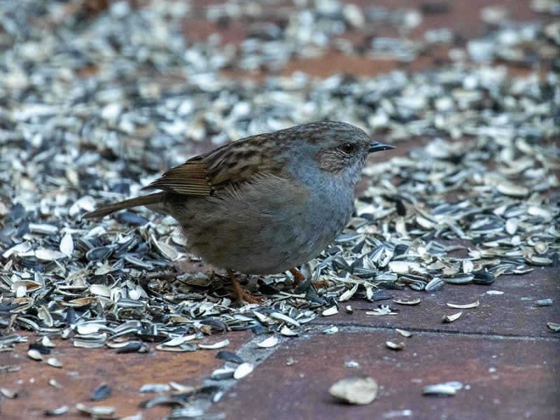 Hedge Sparrow