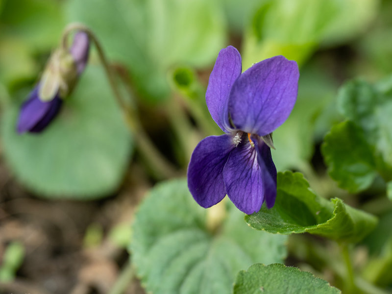 Viola odorata