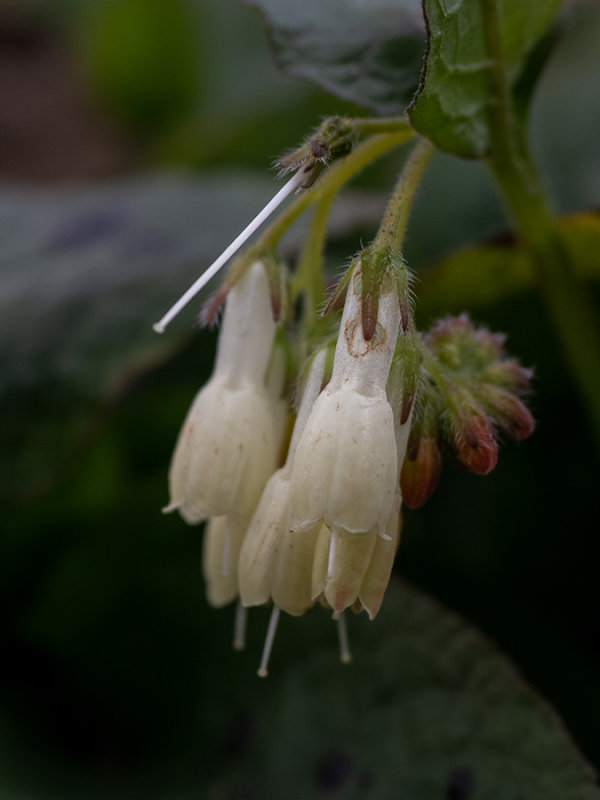 Symphytum tuberosum