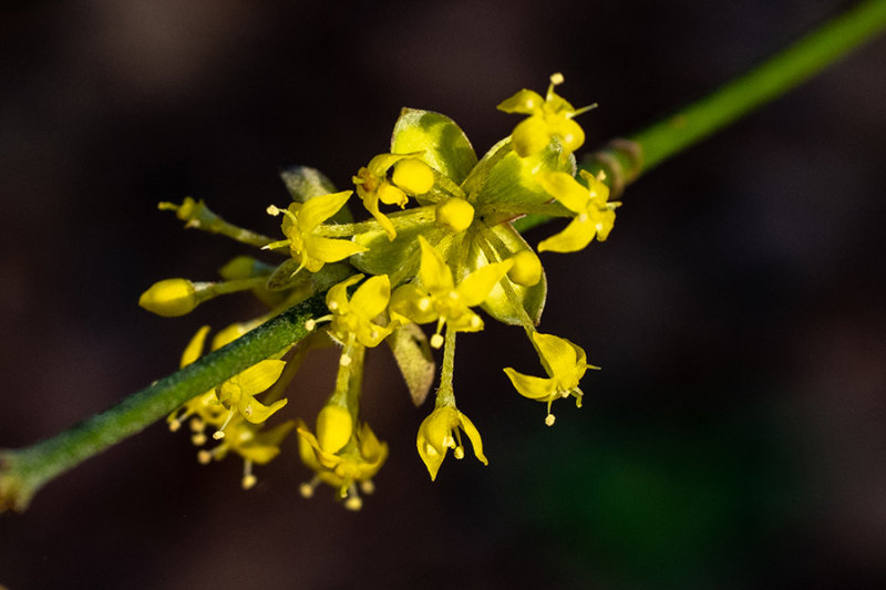 Cornus mas   