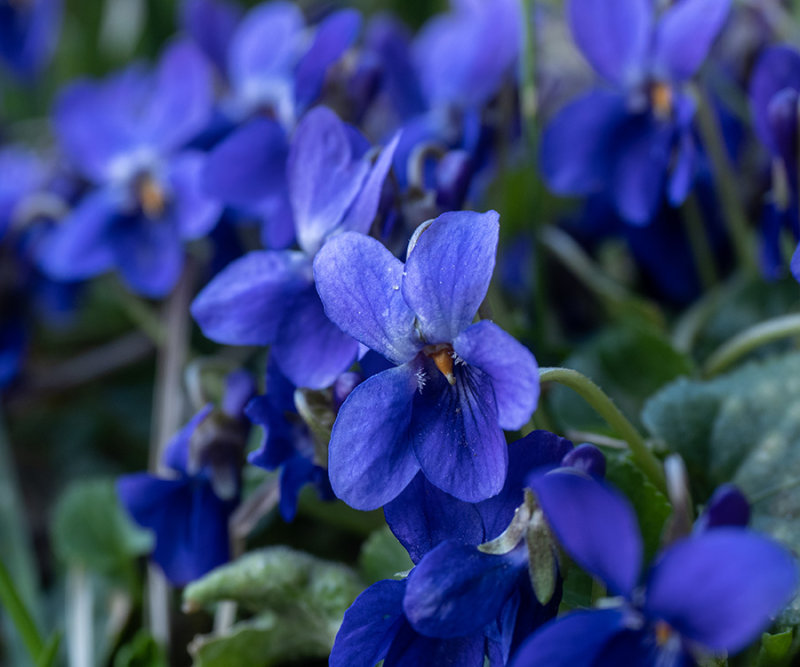 Viola odorata