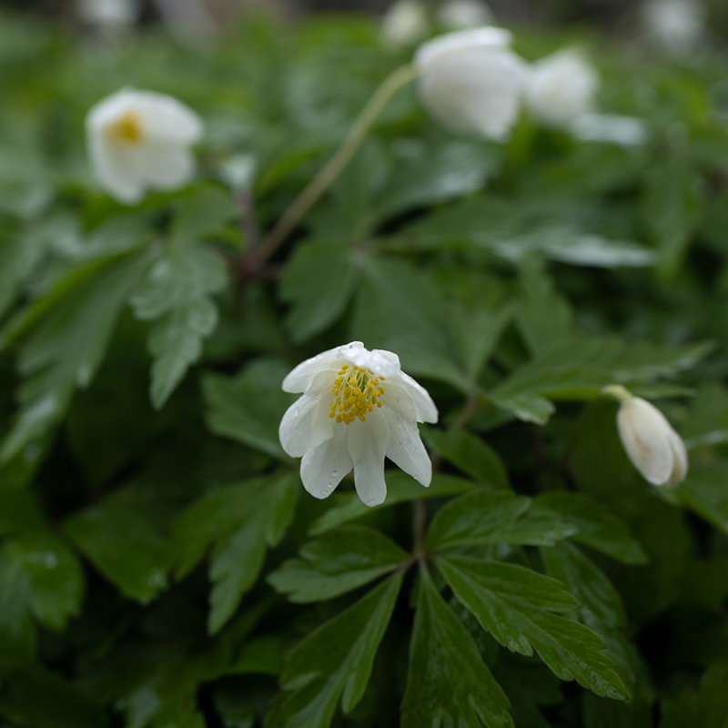 Anemone nemorosa