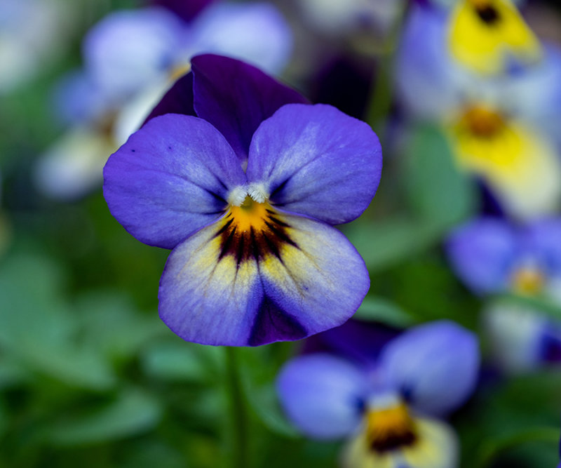 Viola