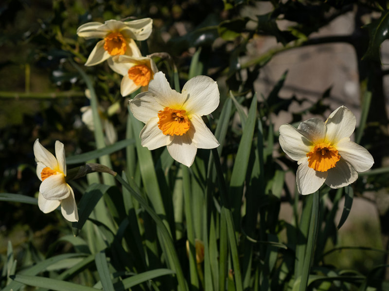 Narcissus