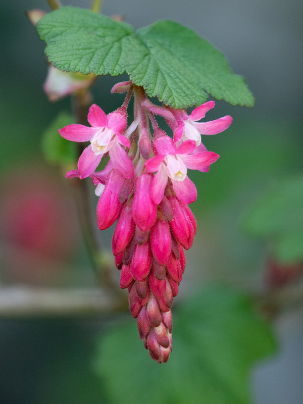 Ribes