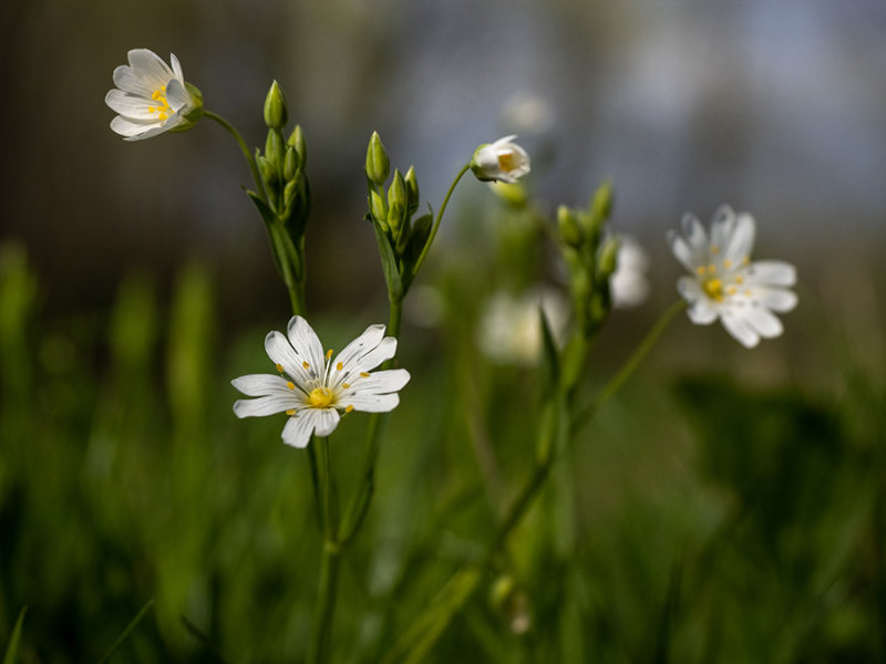 Stellaria holostea   