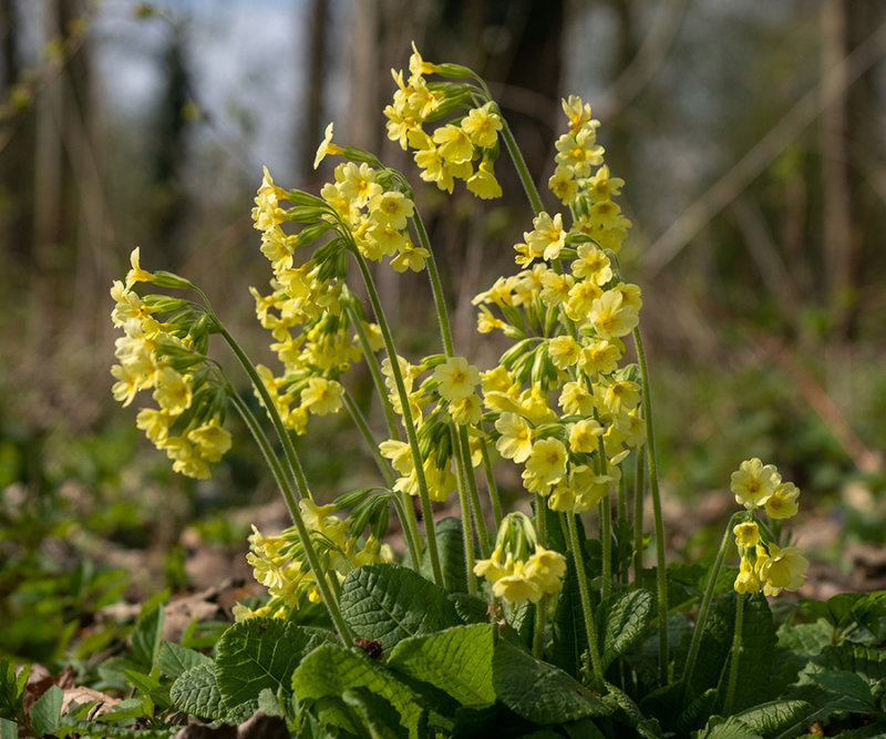 Primula elatior