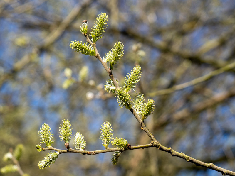 Salix caprea   