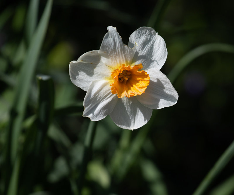 Narcissus
