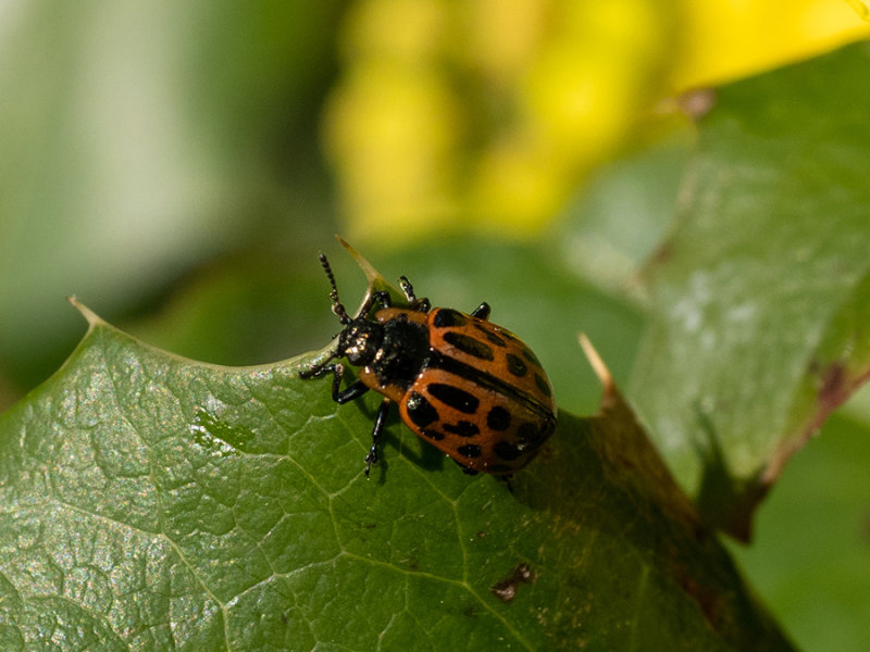 Chrysomela vigintipunctata   