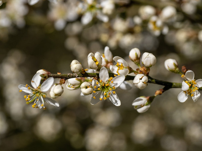 Prunus spinosa  
