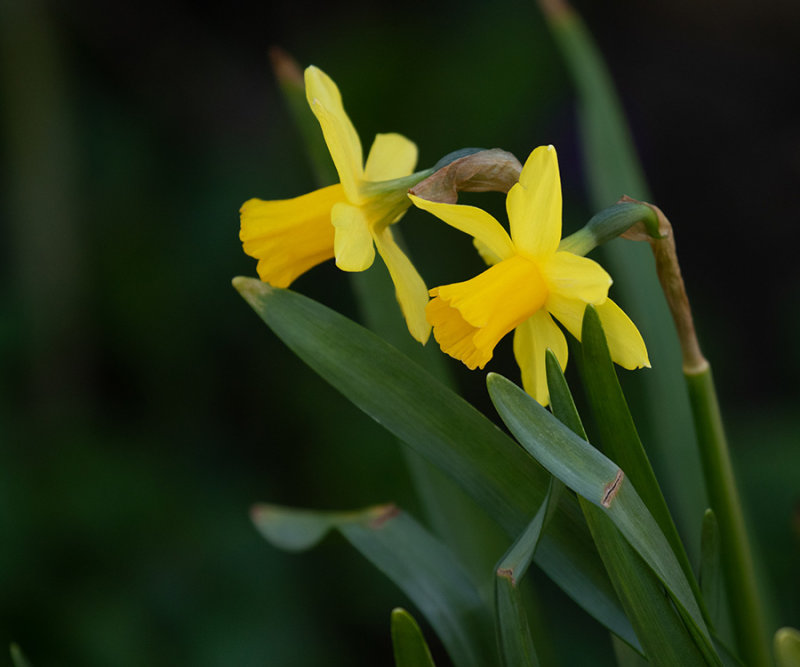 Narcissus