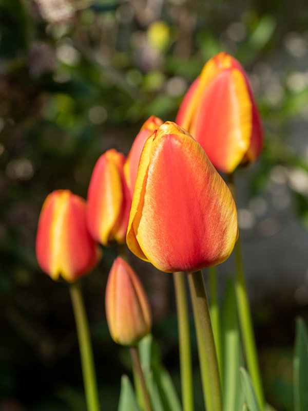 Tulips