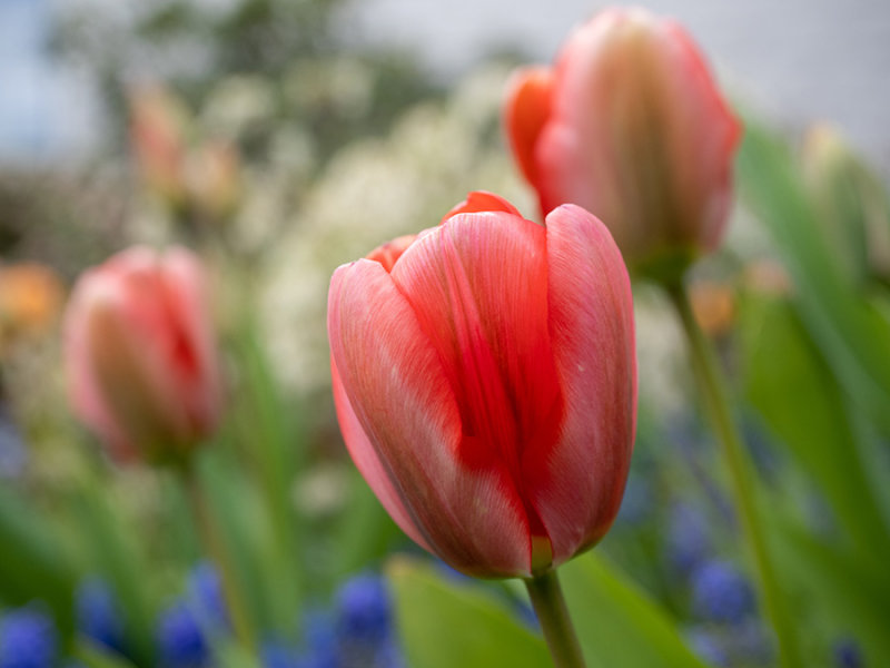 Tulips