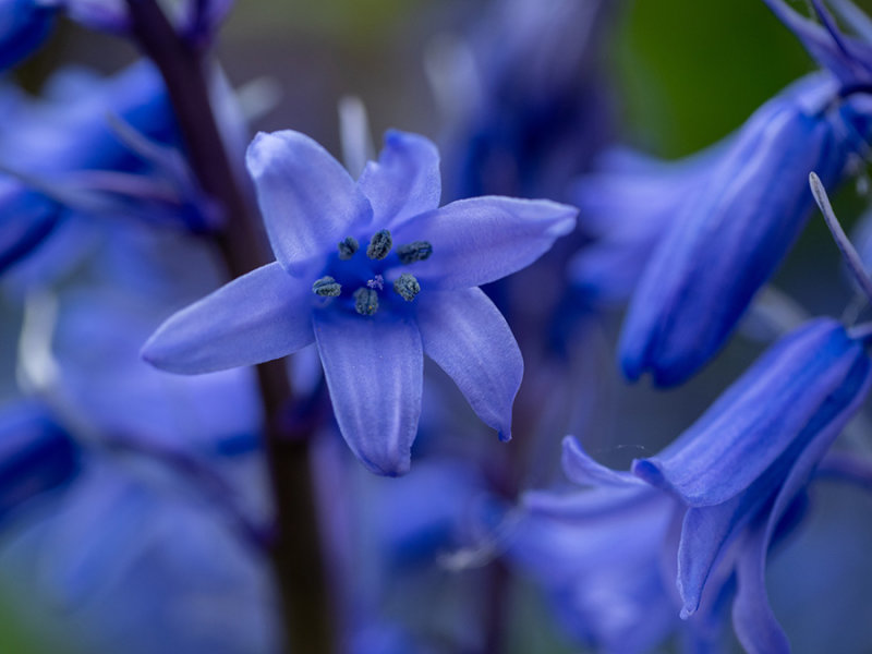 Hyacinthoides hispanica