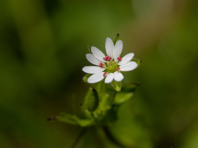 Stellaria neglecta  