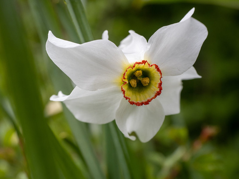 Narcissus poeticus photo - fdt photos at pbase.com