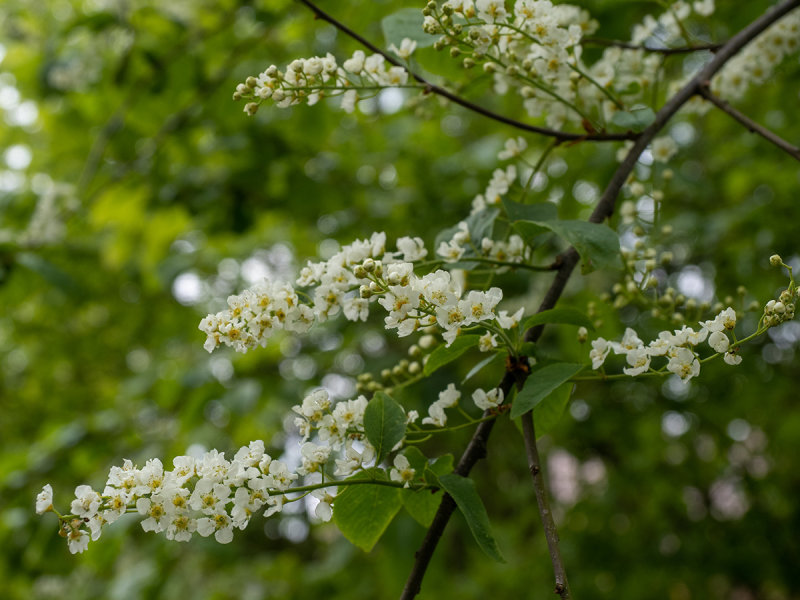 Prunus padus