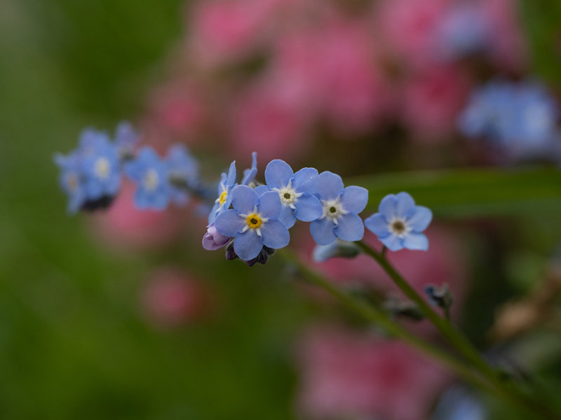 Myosotis sylvatica