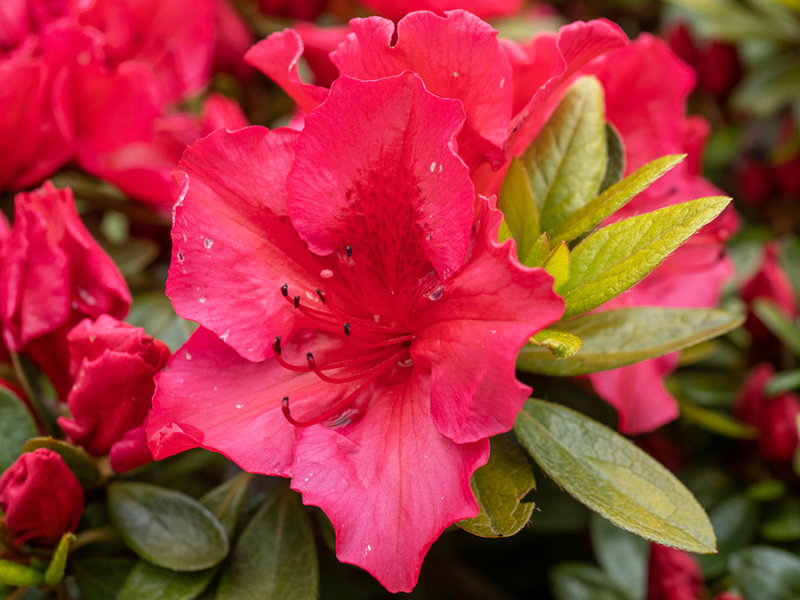 Azalea