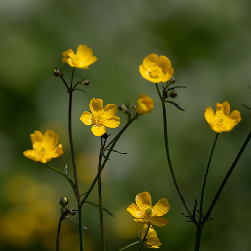 Ranunculus acris