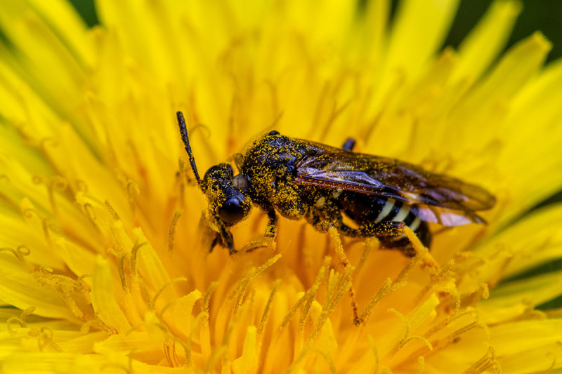 Tenthredo koehleri   