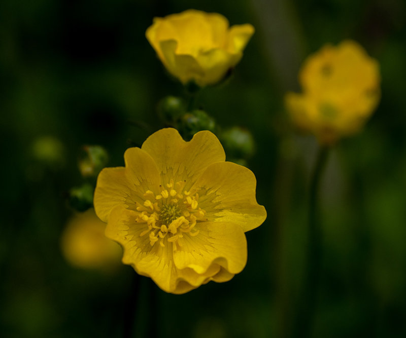 Ranunculus acris