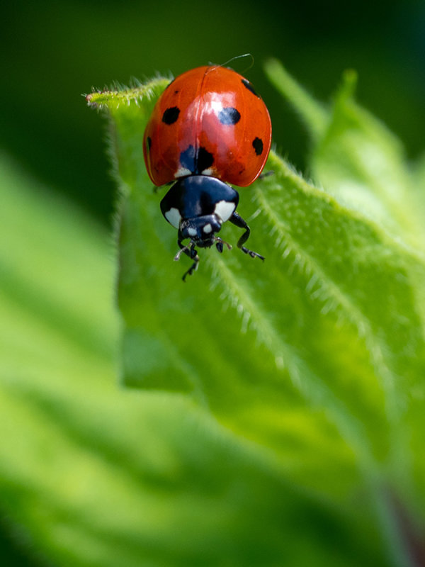 Coccinella septempunctata    