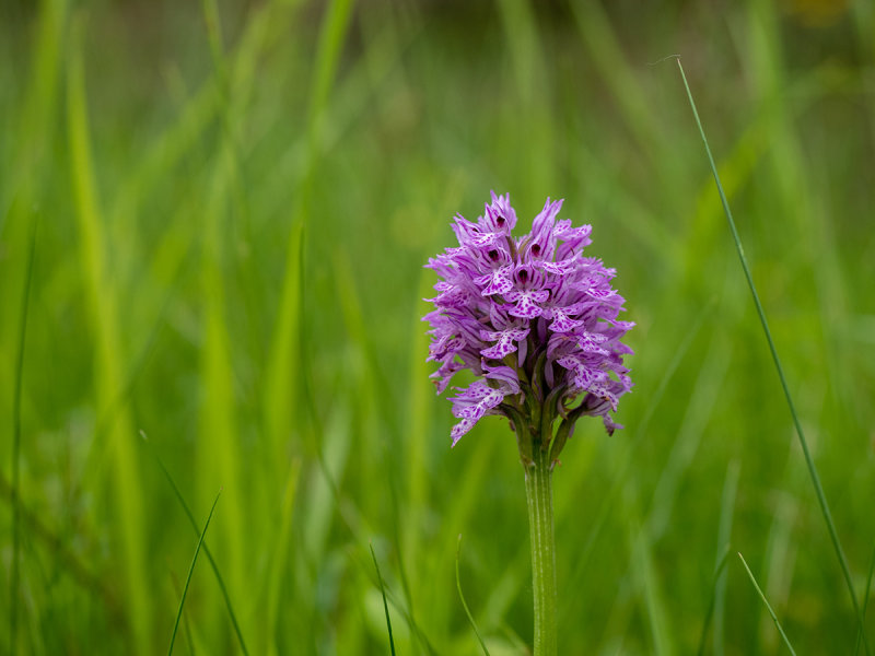 Neotinea tridentata