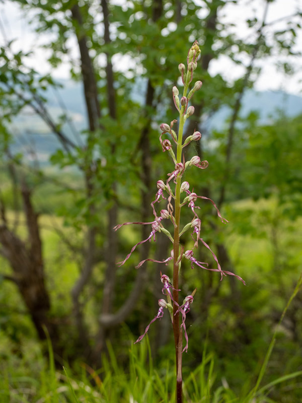 Himantoglossum hircinum subsp. adriaticum