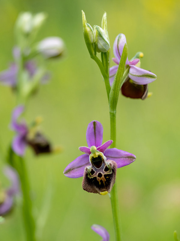 Ophrys holoserica