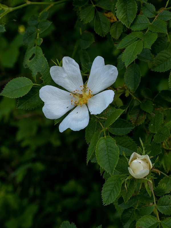 Rosa canina  
