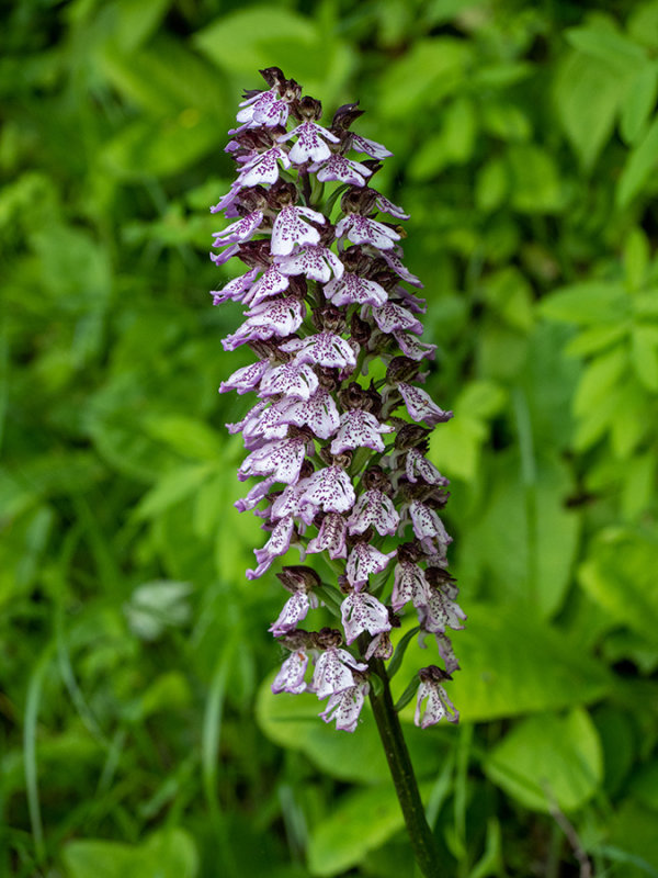 Orchis purpurea