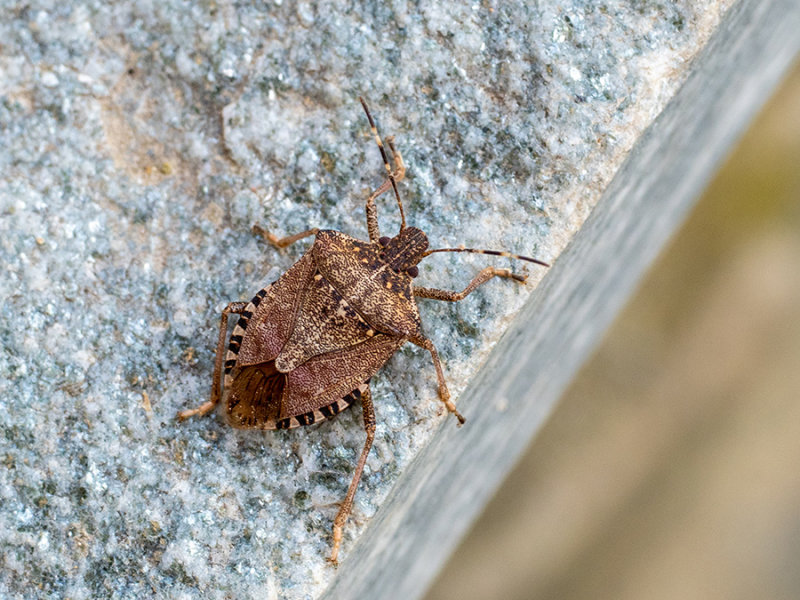 Halyomorpha halys  