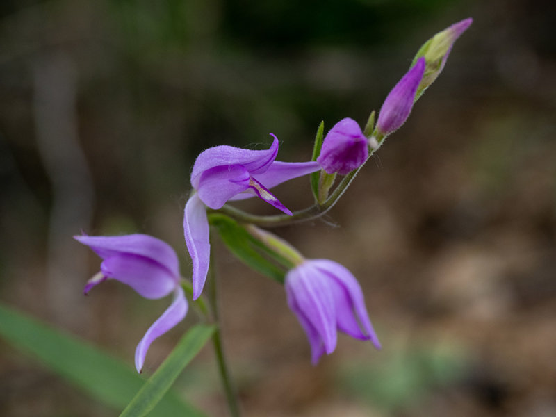 Cephalanthera rubra