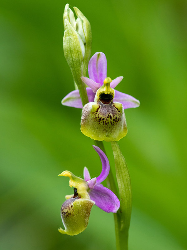 Ophrys holoserica