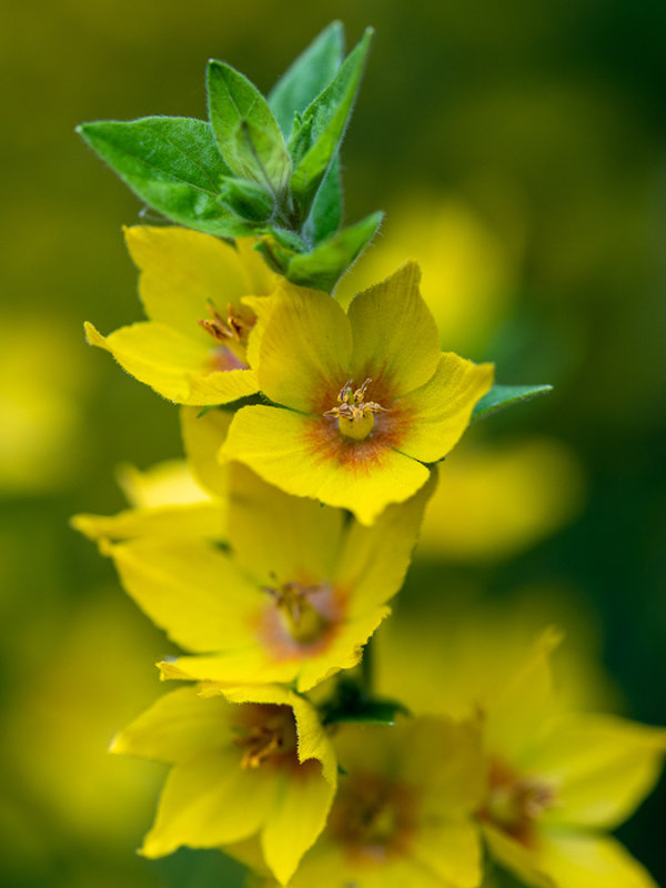 Lysimachia punctata