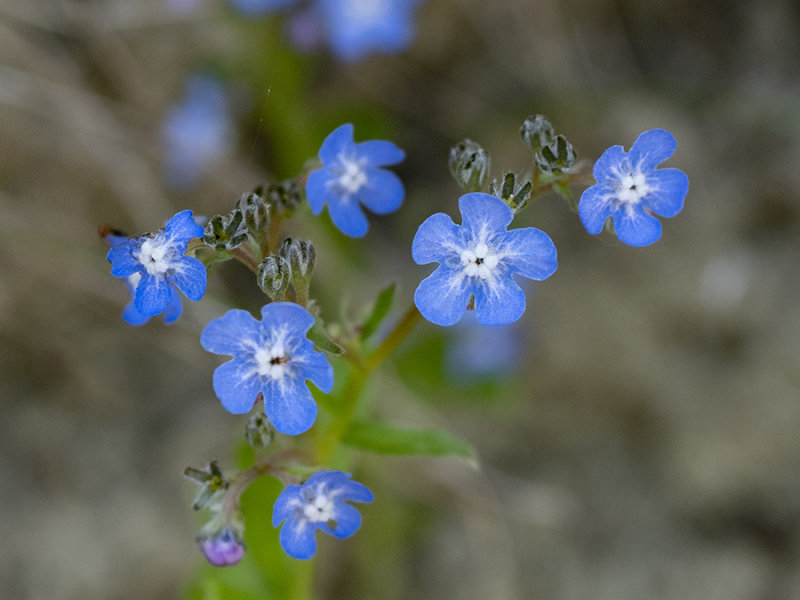 Pentaglottis sempervirens  