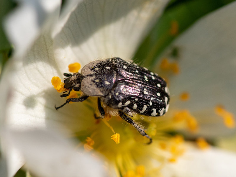 Oxythyrea funesta  