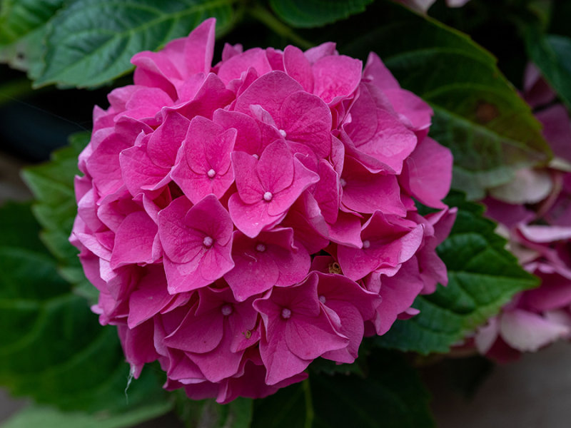 Hydrangea   