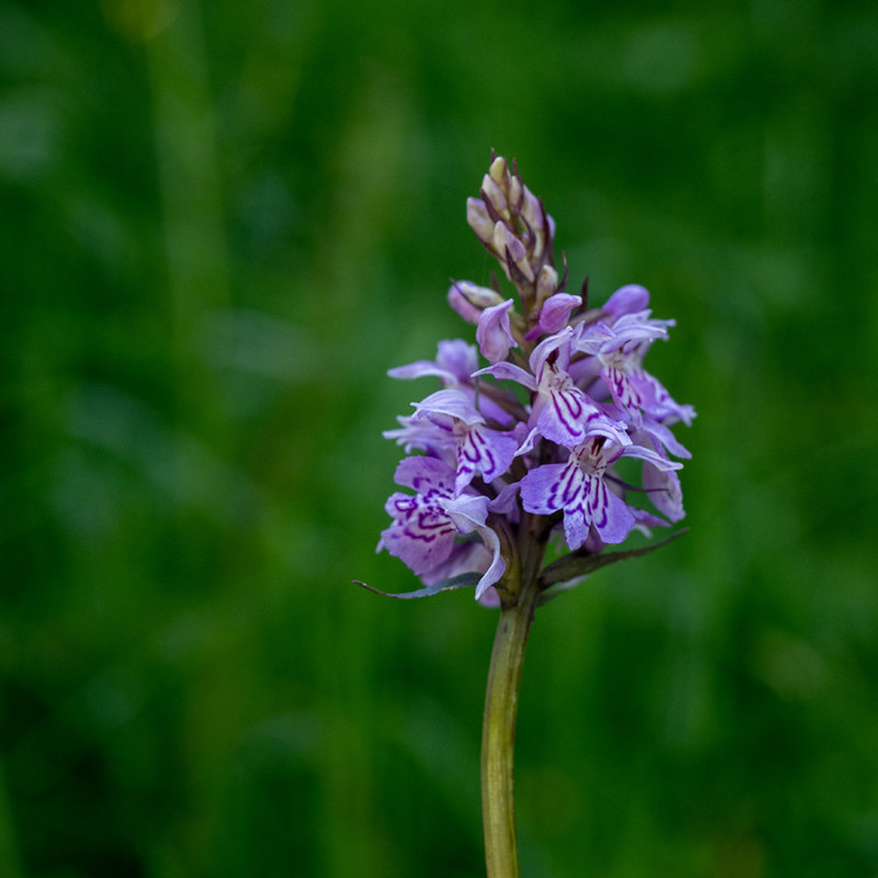 Dactylorhiza fuchsii