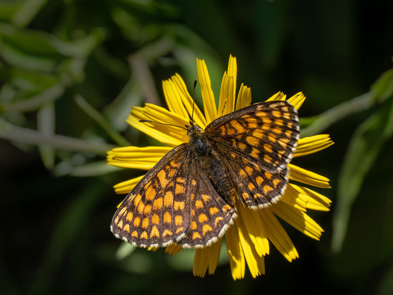 Melitaea athalia  