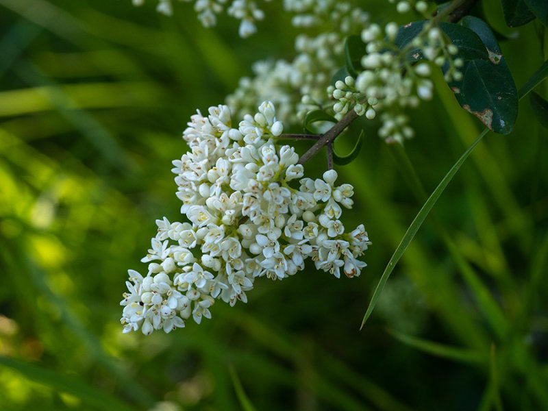 Ligustrum vulgare