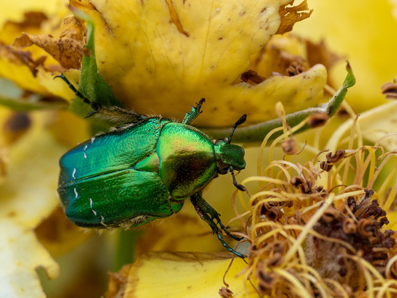 Cetonia aurata   