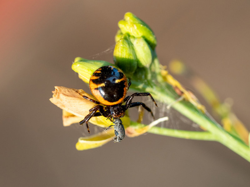 Synaema globosum  